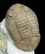 Asaphus Plautini Trilobite - Exposed Hypostome #6449-1